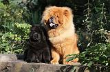 CHOW CHOW 346